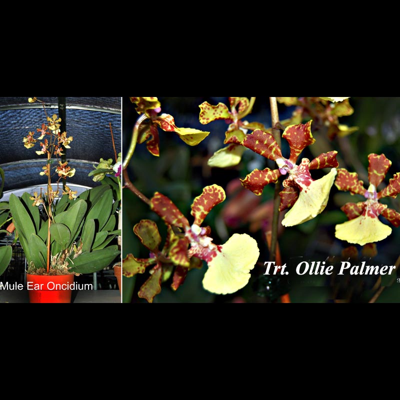 Trt. Ollie Palmer in bloom 4-1/2-inch pot
